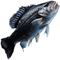 Sea Bass