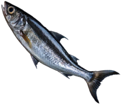 Anchovy