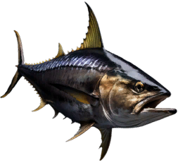 Tuna