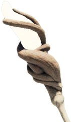 Voidwatcher [Purple]