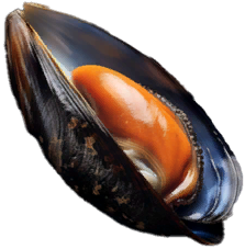 Mussel