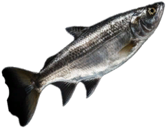 Sardine