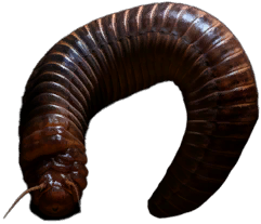 Worm