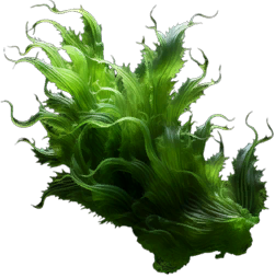 Freshwater Algae