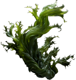 Seaweed