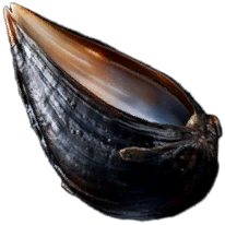 Empty Mussel Shell