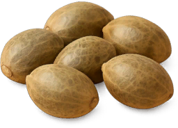 Hemp Seed