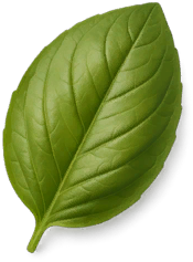 Basil Leaf