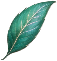 Spark Leaf
