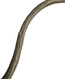 Dry Daisy Stem
