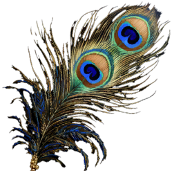 Decorative Feather