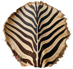 Zebra Hide
