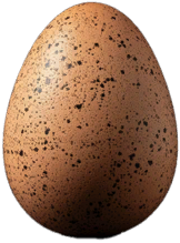 Egg