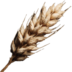 Wheat