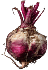 Sugar Beet