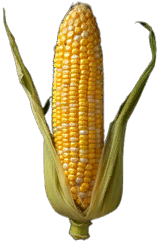 Corn