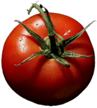 Tomato