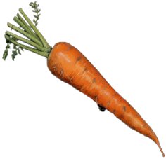 Carrot