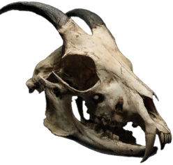 Zenith's Skull