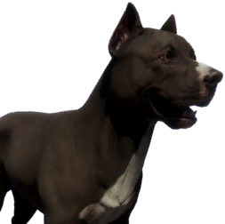 Shadow Pitbull